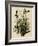 Mocking Bird-null-Framed Giclee Print