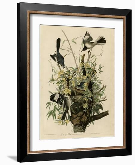 Mocking Bird-null-Framed Giclee Print