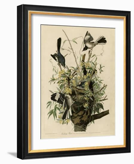 Mocking Bird-null-Framed Giclee Print