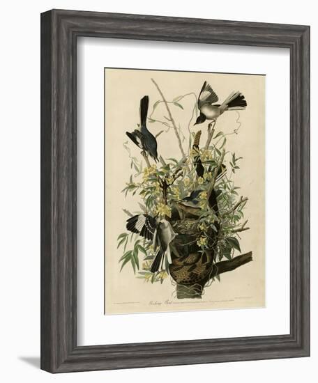 Mocking Bird-null-Framed Giclee Print