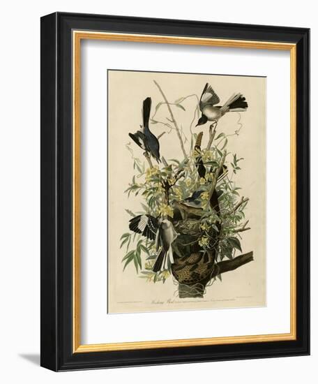 Mocking Bird-null-Framed Giclee Print