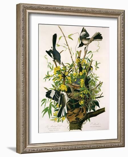 Mocking Birds and Rattlesnake, from 'Birds of America', Engraved by Robert Havell-John James Audubon-Framed Giclee Print