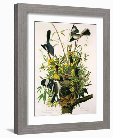 Mocking Birds and Rattlesnake, from 'Birds of America', Engraved by Robert Havell-John James Audubon-Framed Giclee Print