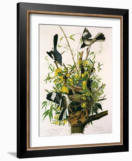 Mocking Birds and Rattlesnake, from 'Birds of America', Engraved by Robert Havell-John James Audubon-Framed Giclee Print