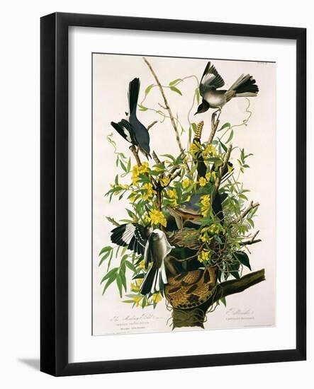 Mocking Birds and Rattlesnake, from 'Birds of America', Engraved by Robert Havell-John James Audubon-Framed Giclee Print