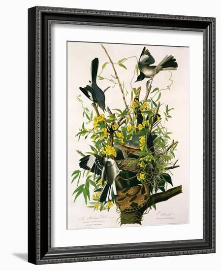 Mocking Birds and Rattlesnake, from 'Birds of America', Engraved by Robert Havell-John James Audubon-Framed Giclee Print