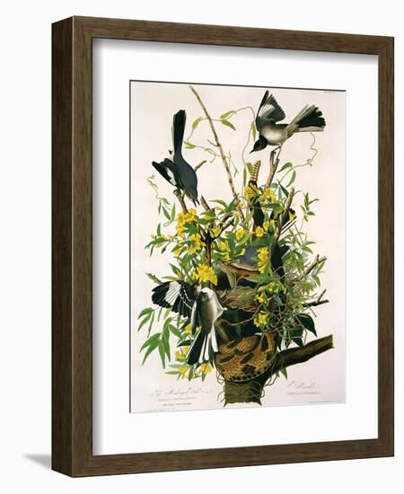 Mocking Birds and Rattlesnake, from 'Birds of America', Engraved by Robert Havell-John James Audubon-Framed Giclee Print