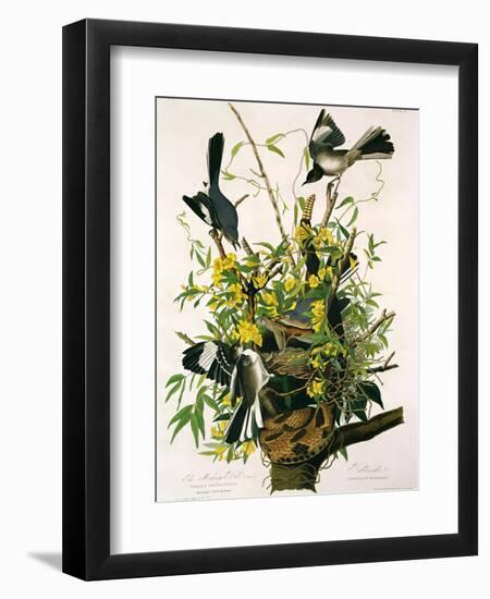 Mocking Birds and Rattlesnake, from 'Birds of America', Engraved by Robert Havell-John James Audubon-Framed Giclee Print