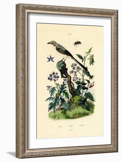 Mockingbird, 1833-39-null-Framed Giclee Print