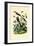 Mockingbird, 1833-39-null-Framed Giclee Print