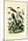 Mockingbird, 1833-39-null-Mounted Giclee Print