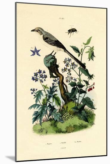 Mockingbird, 1833-39-null-Mounted Giclee Print