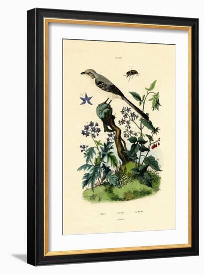 Mockingbird, 1833-39-null-Framed Giclee Print