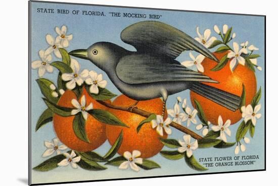 Mockingbird, Orange Blossoms, Florida-null-Mounted Art Print