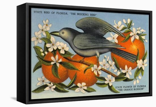 Mockingbird, Orange Blossoms, Florida-null-Framed Stretched Canvas