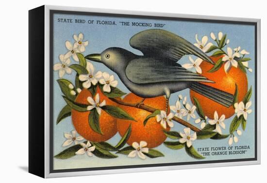 Mockingbird, Orange Blossoms, Florida-null-Framed Stretched Canvas