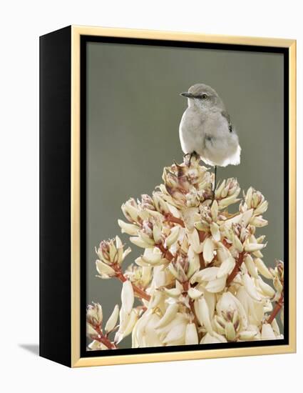 Mockingbird, Perched on Yucca Flower, Texas, USA-Rolf Nussbaumer-Framed Premier Image Canvas