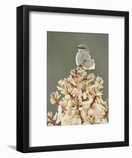 Mockingbird, Perched on Yucca Flower, Texas, USA-Rolf Nussbaumer-Framed Premium Photographic Print