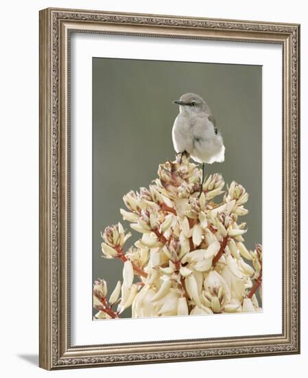 Mockingbird, Perched on Yucca Flower, Texas, USA-Rolf Nussbaumer-Framed Photographic Print