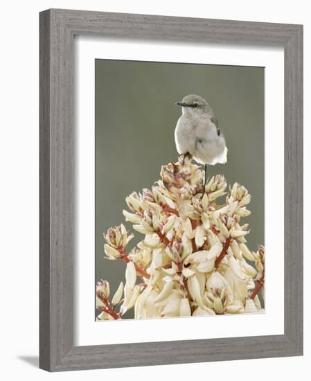 Mockingbird, Perched on Yucca Flower, Texas, USA-Rolf Nussbaumer-Framed Photographic Print