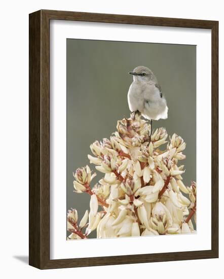 Mockingbird, Perched on Yucca Flower, Texas, USA-Rolf Nussbaumer-Framed Photographic Print