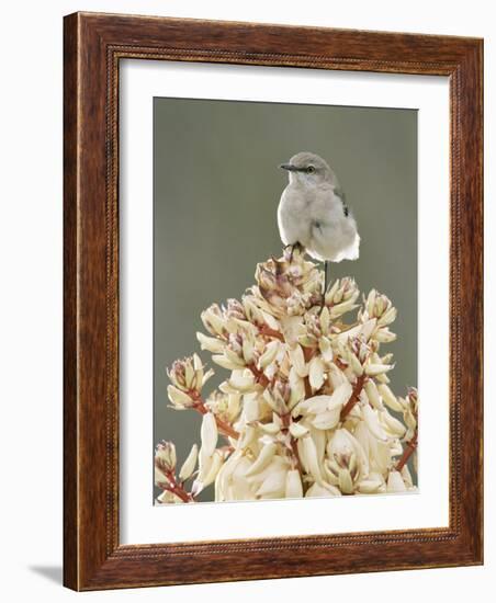 Mockingbird, Perched on Yucca Flower, Texas, USA-Rolf Nussbaumer-Framed Photographic Print