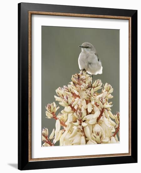 Mockingbird, Perched on Yucca Flower, Texas, USA-Rolf Nussbaumer-Framed Photographic Print