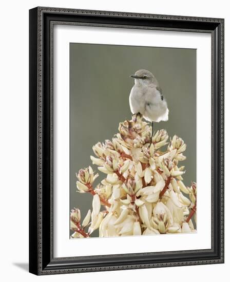 Mockingbird, Perched on Yucca Flower, Texas, USA-Rolf Nussbaumer-Framed Photographic Print