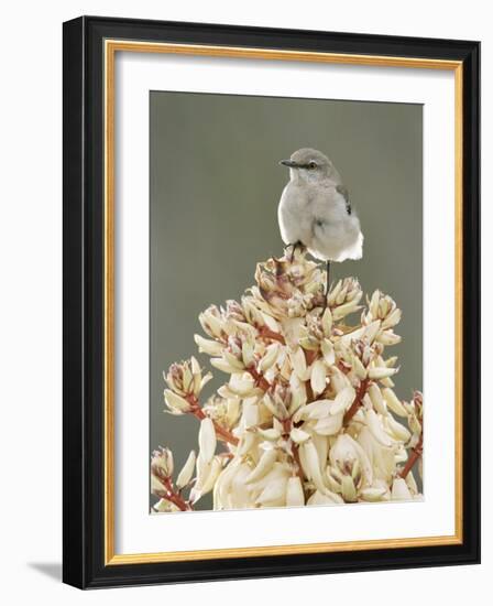 Mockingbird, Perched on Yucca Flower, Texas, USA-Rolf Nussbaumer-Framed Photographic Print