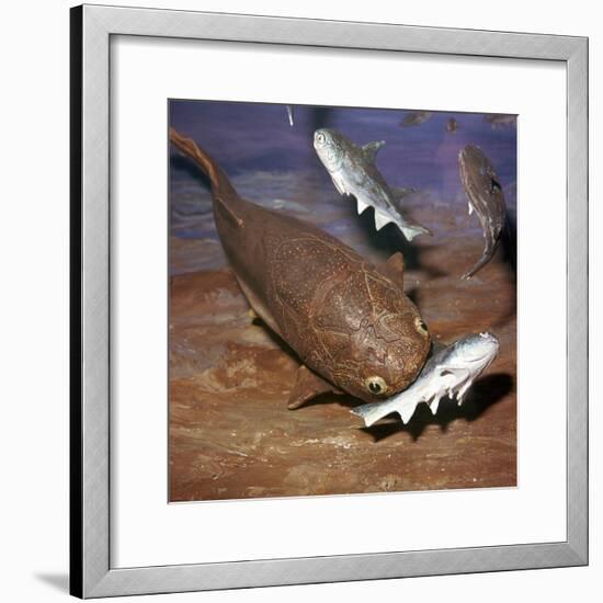 Model of a Coccosteus attacking a Diplacanthus-Unknown-Framed Giclee Print