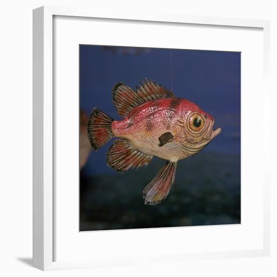 Model of a Pristigenus Substriatus-Unknown-Framed Giclee Print