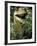 Model of Allosaurus Dinosaur at the National Zoo, Washington Dc-null-Framed Photographic Print