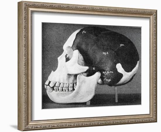 Model of the Skull of Piltdown Man (Eanothropus Dawson), 1914-Smith Woodward-Framed Giclee Print