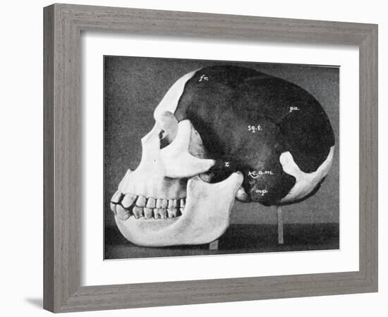 Model of the Skull of Piltdown Man (Eanothropus Dawson), 1914-Smith Woodward-Framed Giclee Print