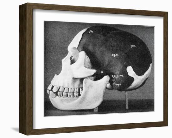 Model of the Skull of Piltdown Man (Eanothropus Dawson), 1914-Smith Woodward-Framed Giclee Print