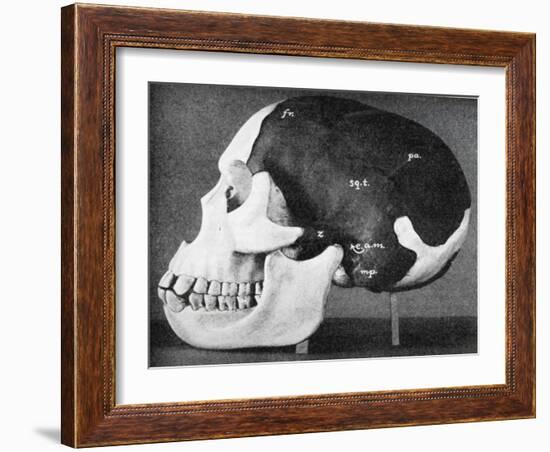 Model of the Skull of Piltdown Man (Eanothropus Dawson), 1914-Smith Woodward-Framed Giclee Print