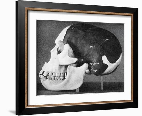 Model of the Skull of Piltdown Man (Eanothropus Dawson), 1914-Smith Woodward-Framed Giclee Print