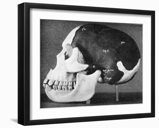 Model of the Skull of Piltdown Man (Eanothropus Dawson), 1914-Smith Woodward-Framed Giclee Print