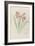 Modèle de vase en cristal à décor d'himantophyllum, pour décor de marqueterie-Emile Gallé-Framed Giclee Print