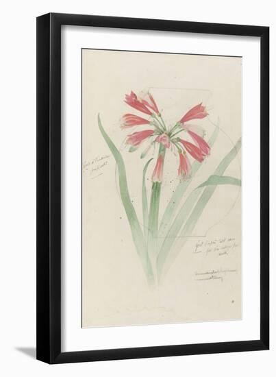 Modèle de vase en cristal à décor d'himantophyllum, pour décor de marqueterie-Emile Gallé-Framed Giclee Print