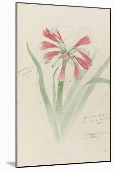 Modèle de vase en cristal à décor d'himantophyllum, pour décor de marqueterie-Emile Gallé-Mounted Giclee Print