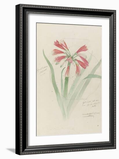 Modèle de vase en cristal à décor d'himantophyllum, pour décor de marqueterie-Emile Gallé-Framed Giclee Print