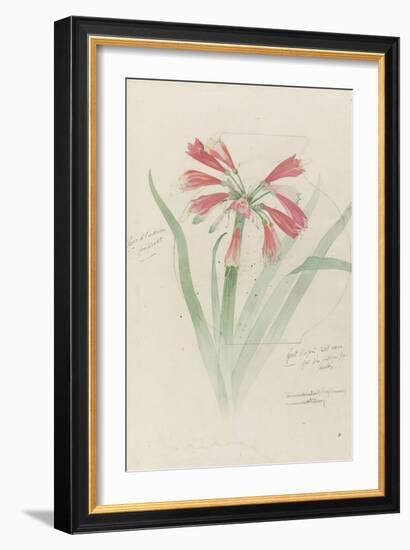 Modèle de vase en cristal à décor d'himantophyllum, pour décor de marqueterie-Emile Gallé-Framed Giclee Print