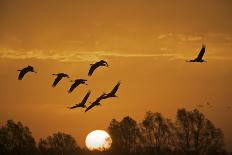 Common Cranes (Grus Grus) in Flight at Sunrise, Brandenburg, Germany, October 2008-Möllers-Photographic Print