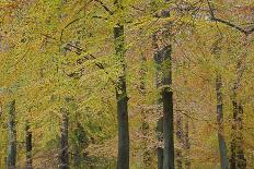 European Oak (Quercus Robur) with Rays of Sunlight, Klampenborg Dyrehaven, Denmark, September 2008-Möllers-Photographic Print