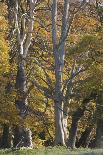 European Oak (Quercus Robur) Trees, Klampenborg Dyrehaven, Denmark, October 2008-Möllers-Photographic Print