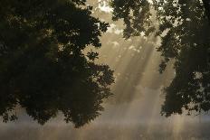 European Oak (Quercus Robur) with Rays of Sunlight, Klampenborg Dyrehaven, Denmark, September 2008-Möllers-Photographic Print