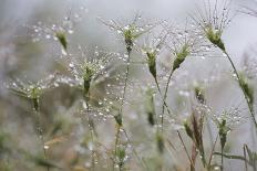 Raindrops on Ovate Goat Grass (Aegilops Geniculata) Monte Titano, San Marino, May 2009-Möllers-Framed Photographic Print