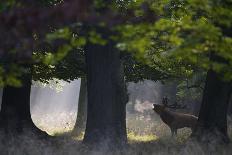 Red Deer (Cervus Elaphus) Stag under Trees, During Rut, Klampenborg Dyrehaven, Denmark, September-Möllers-Photographic Print