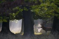 Red Deer (Cervus Elaphus) Stag under Trees, During Rut, Klampenborg Dyrehaven, Denmark, September-Möllers-Photographic Print